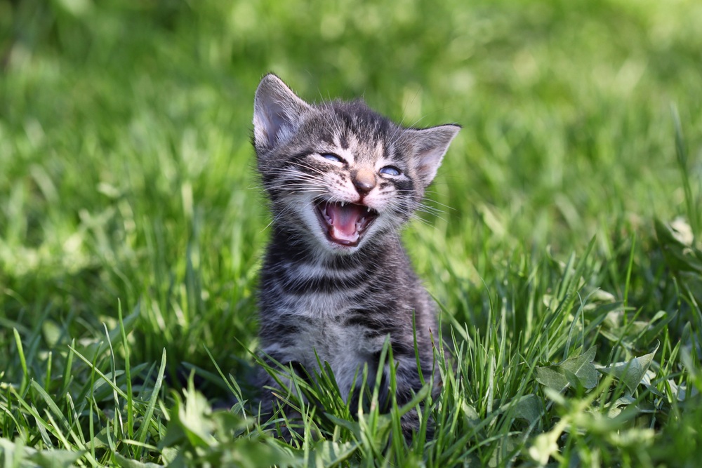 sonhar com filhote de gato