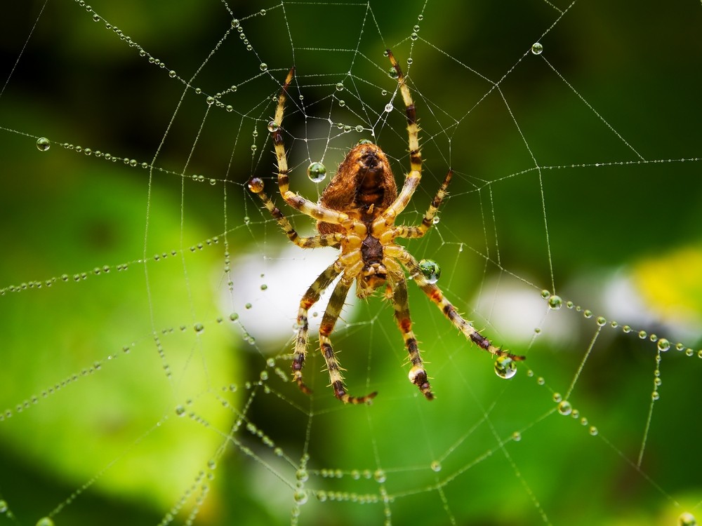 o que significa sonhar com aranha