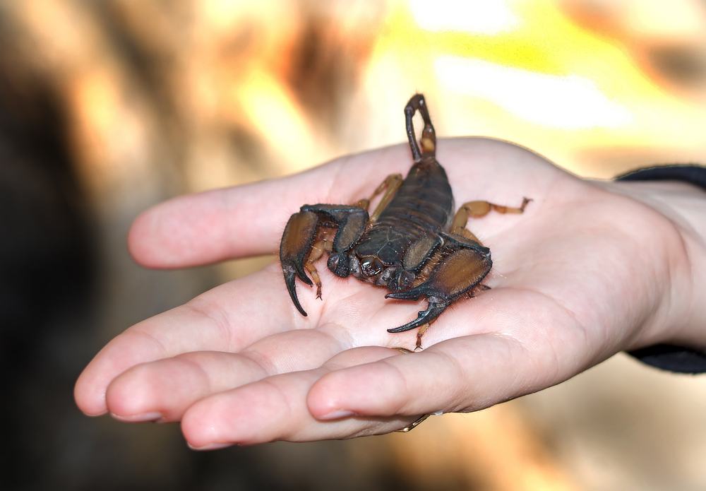 sonhar com escorpião