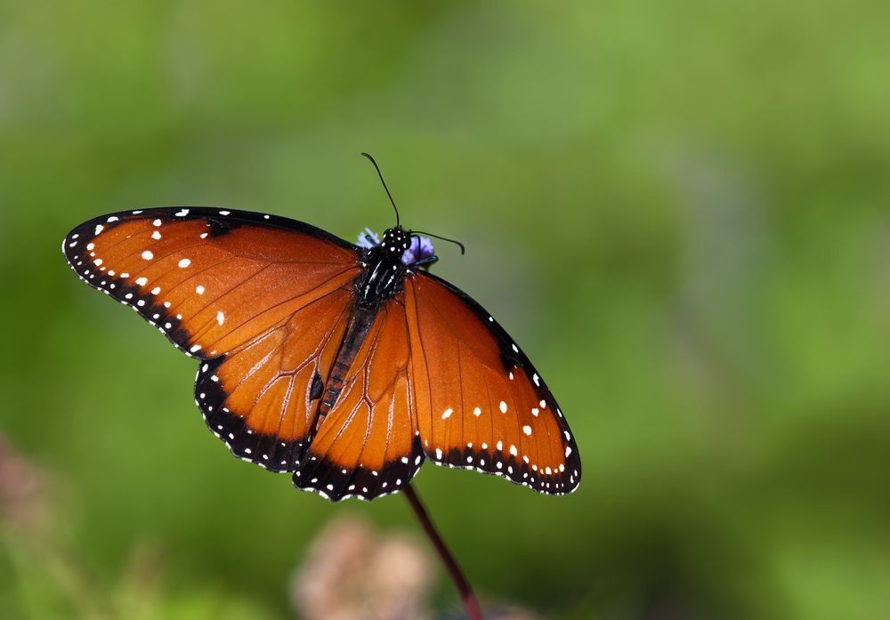 sonhar com borboleta laranja