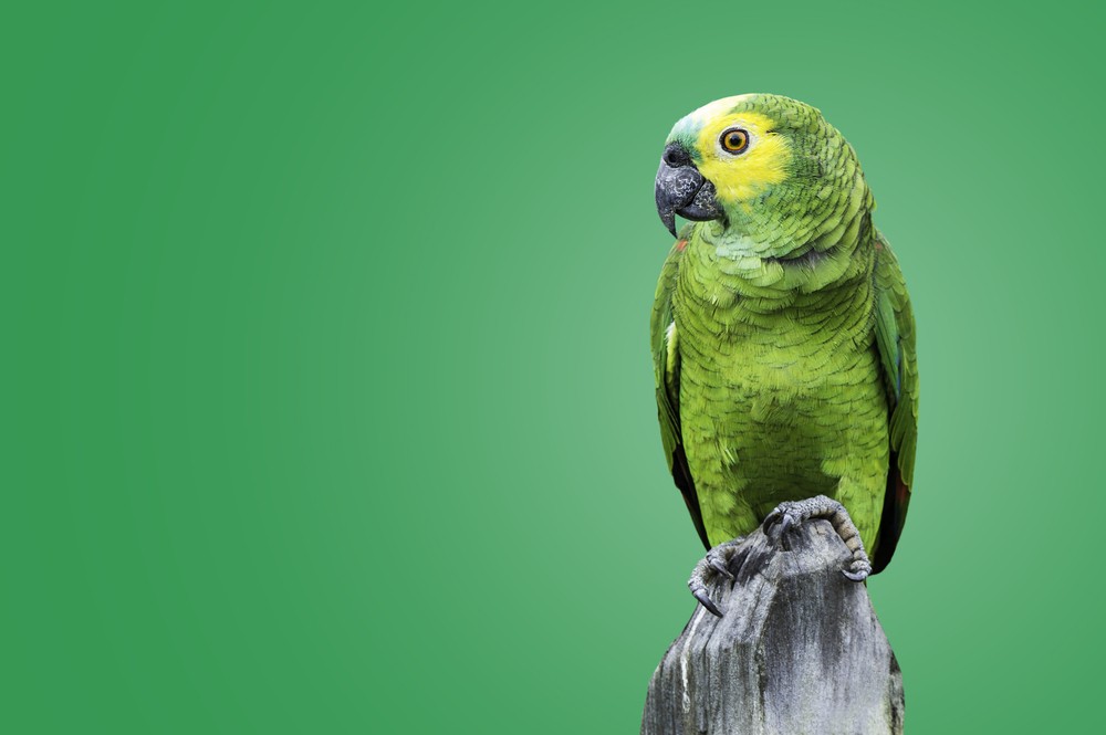 sonhar com papagaio verde
