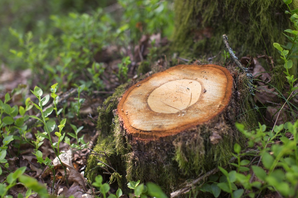 sonhar com árvore cortada