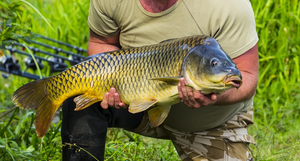 sonhar que segura um peixe grande