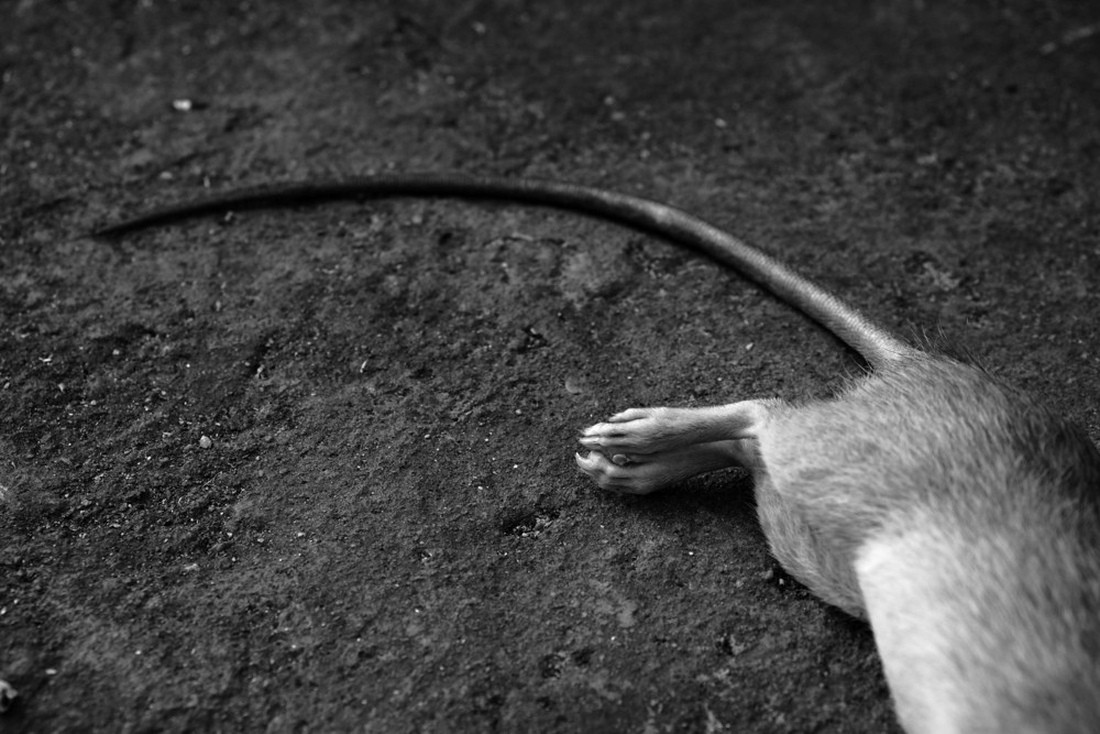 sonhar com rato morto