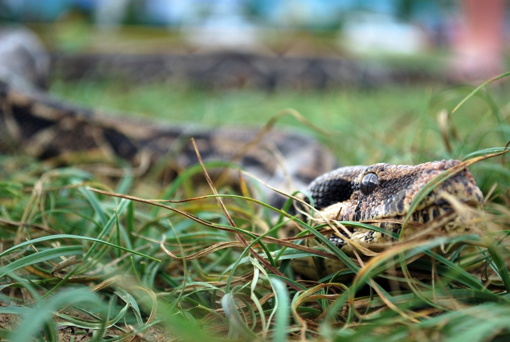 sonhar com cobra grande e grossa