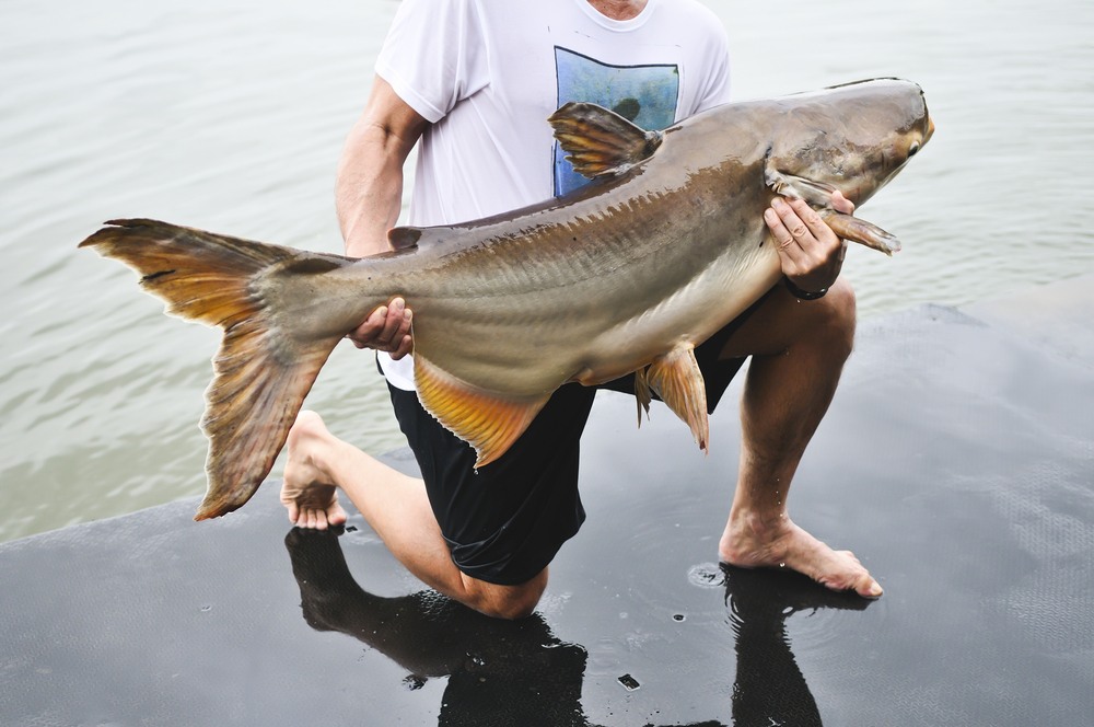 sonhar pescando peixe grande