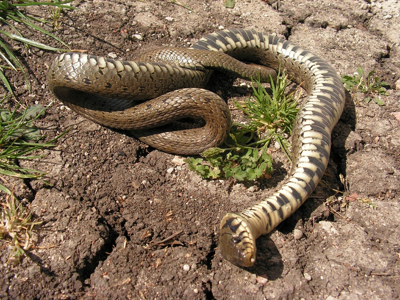 O que significa sonhar com cobra morta?