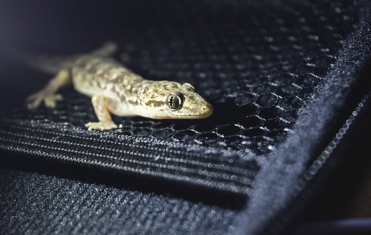 O que significa sonhar com lagartixa?