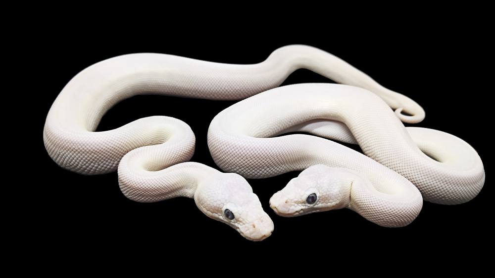 sonhar com duas cobras brancas