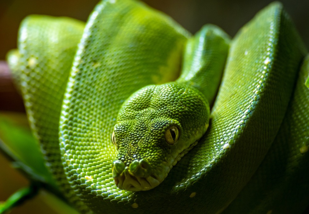 sonhar com cobra verde
