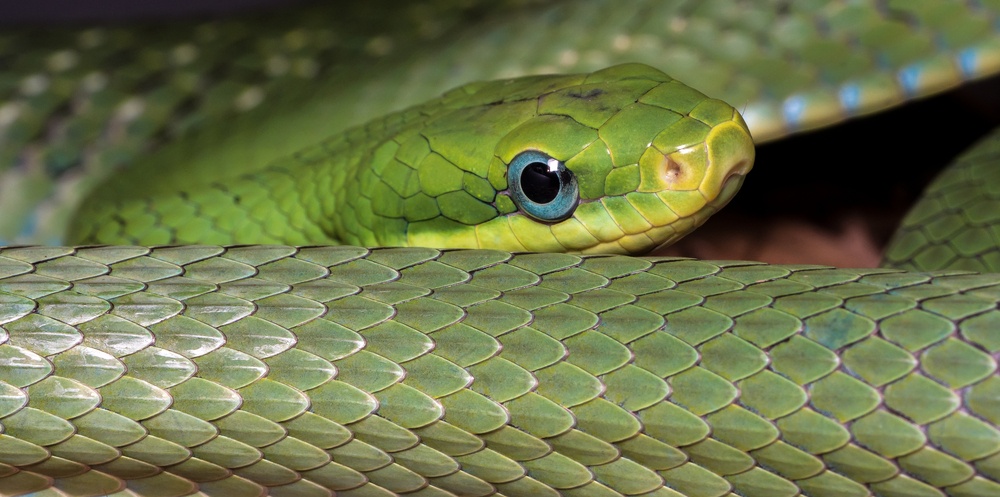 sonhar com cobras verdes