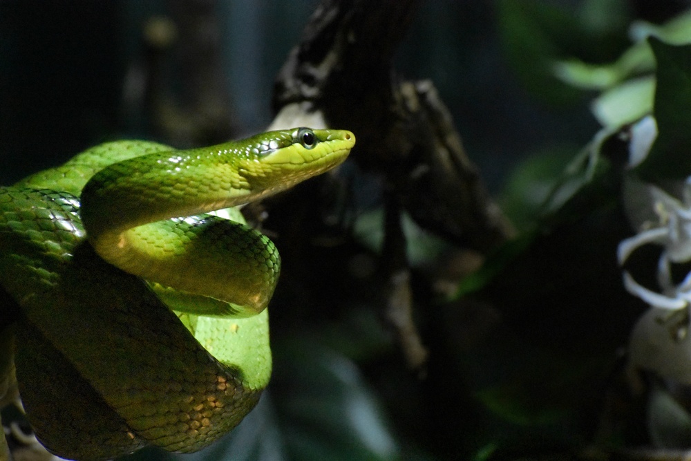 sonhar que vê uma cobra verde