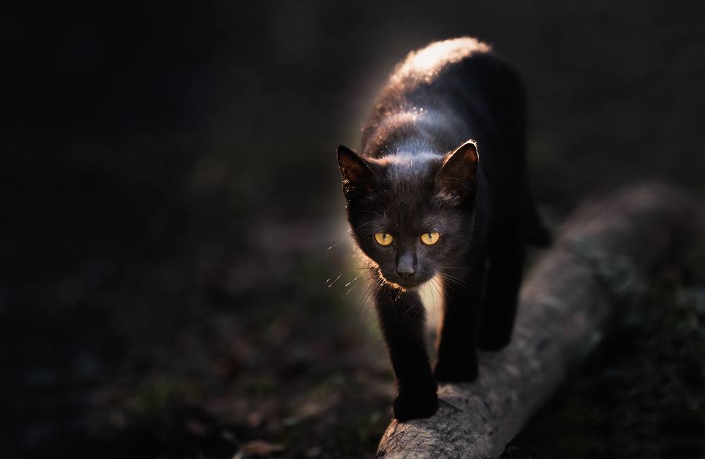 sonhar que vê um gato preto