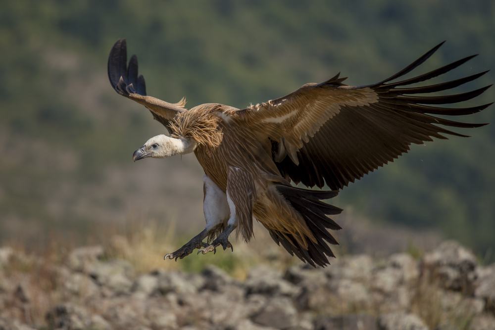 sonhar com urubu pousando
