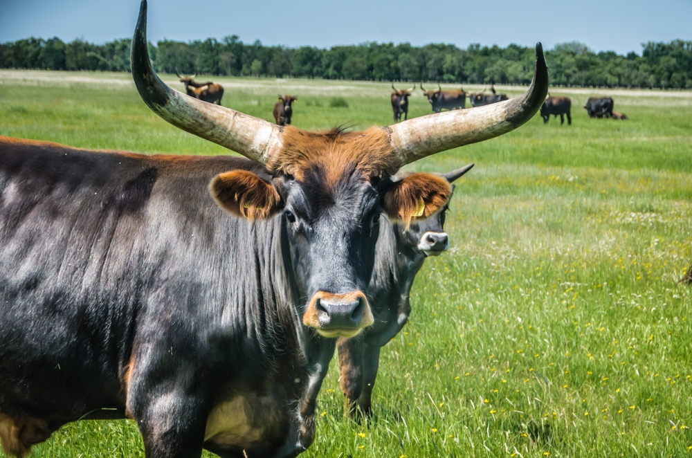 O que significa sonhar com boi bravo?