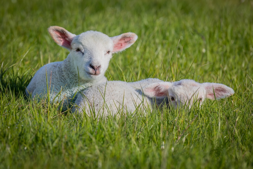 Sonhar com carneiro branco