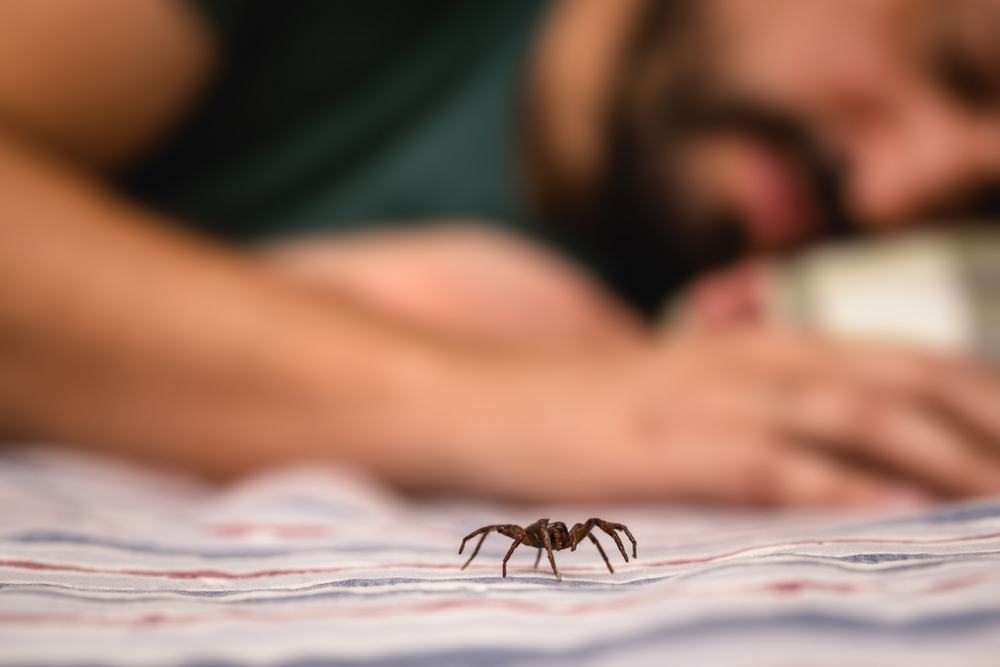O que significa sonhar com picada de aranha?