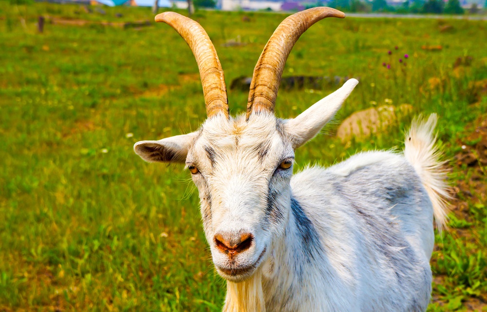 O que significa sonhar com bode?