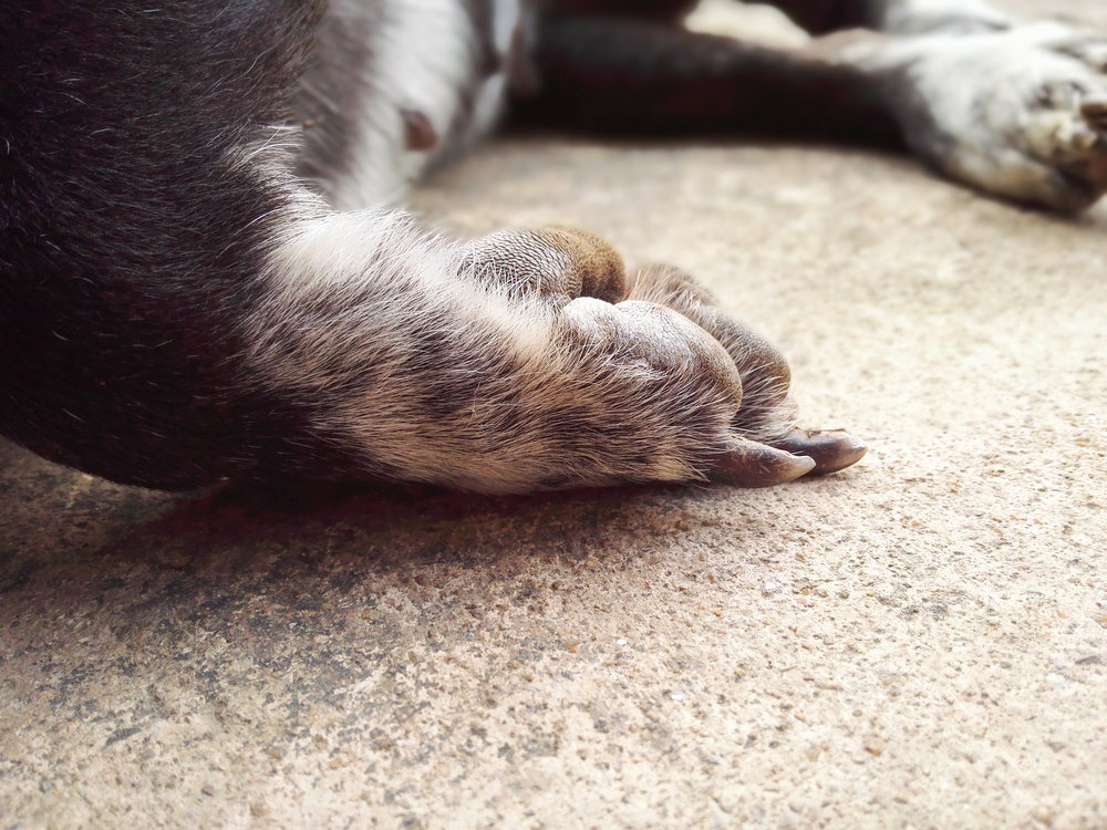 O que significa sonhar com cachorro morto?