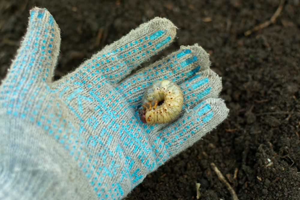 O que significa sonhar com larvas?
