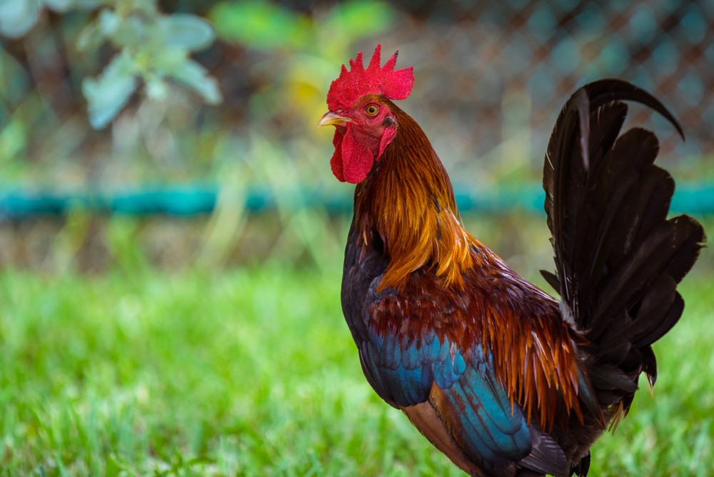 O que significa sonhar com galo?