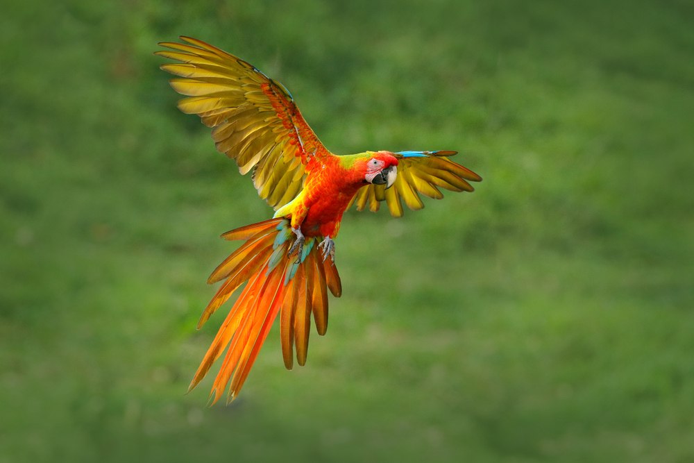 O que significa sonhar com arara?