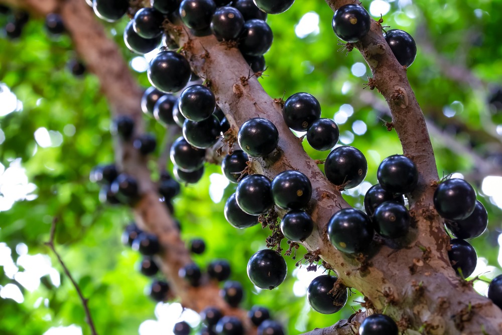O que significa sonhar com jabuticaba?