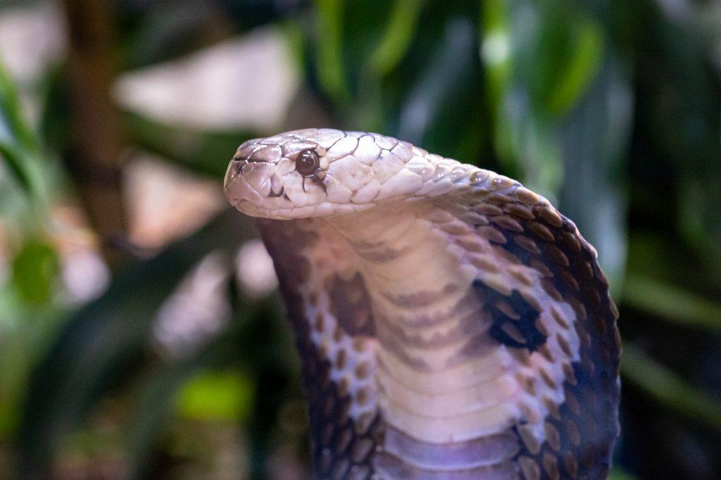 O que significa sonhar com cobra naja?