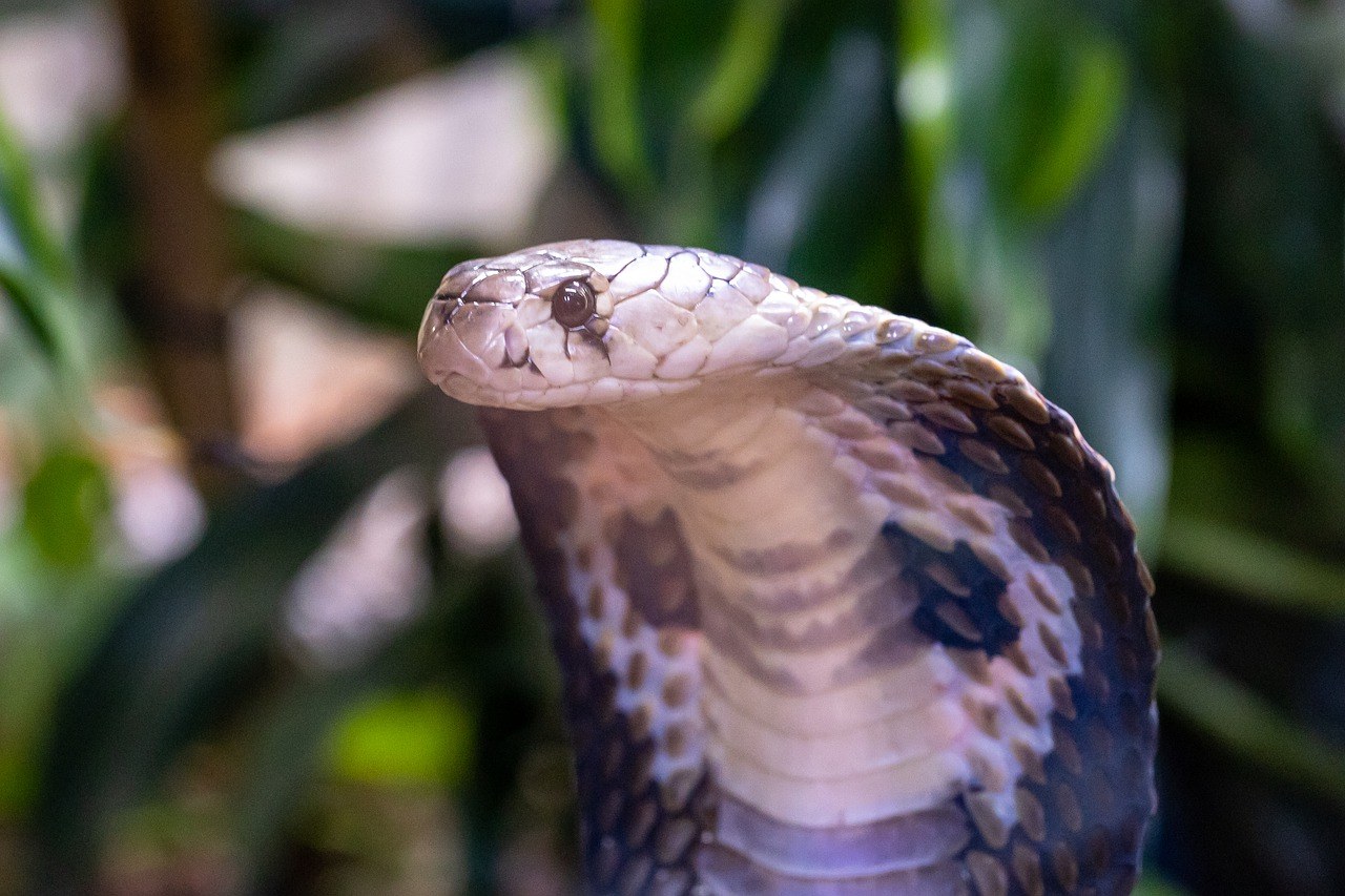 O que significa sonhar com cobra naja?