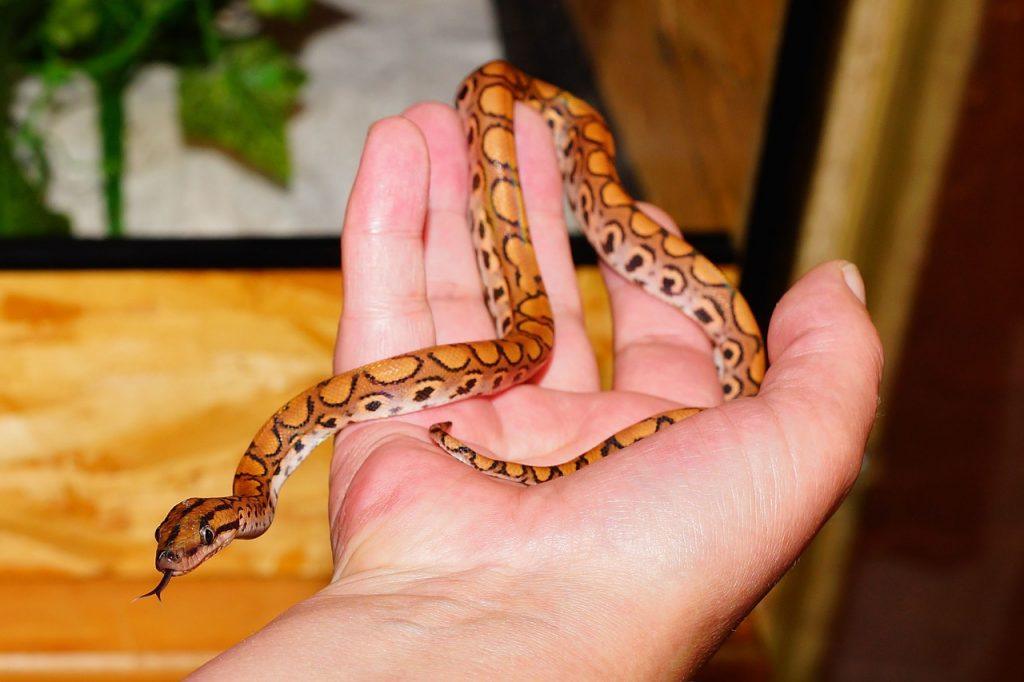 O que significa sonhar com cobra pequena?