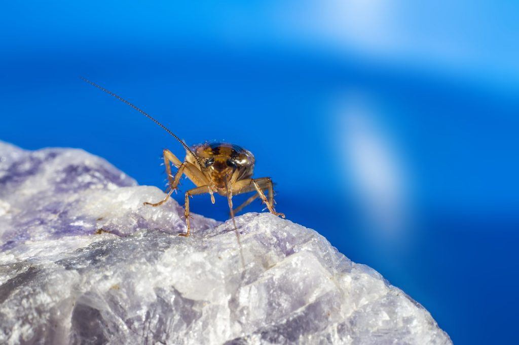 O que significa sonhar com barata voadora?