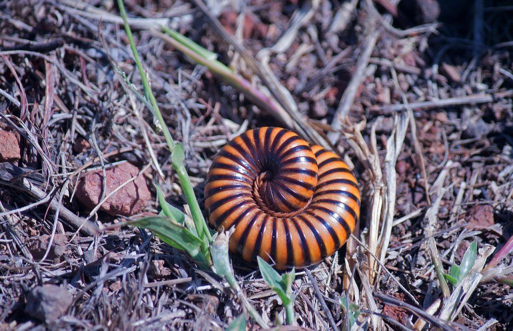 O que significa sonhar com lacraia?