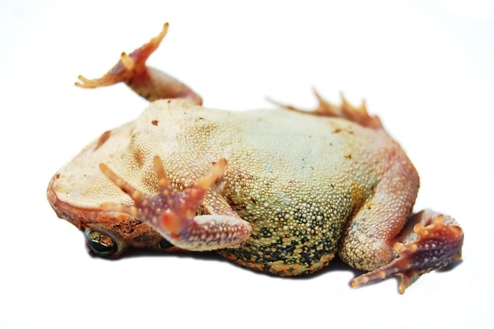 O que significa sonhar com sapo morto?