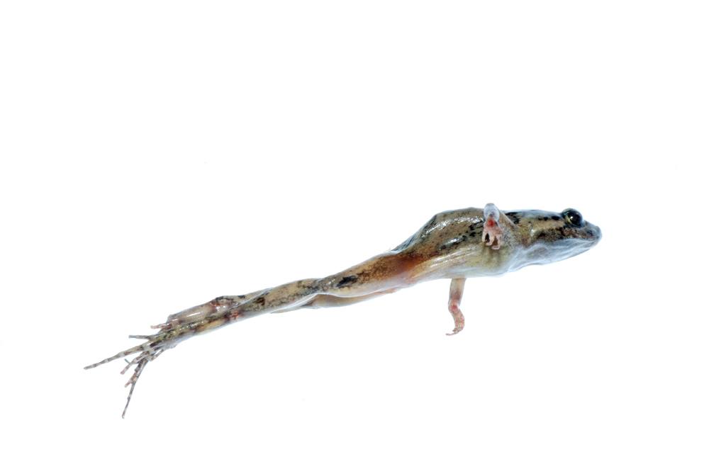 O que significa sonhar com sapo pulando?