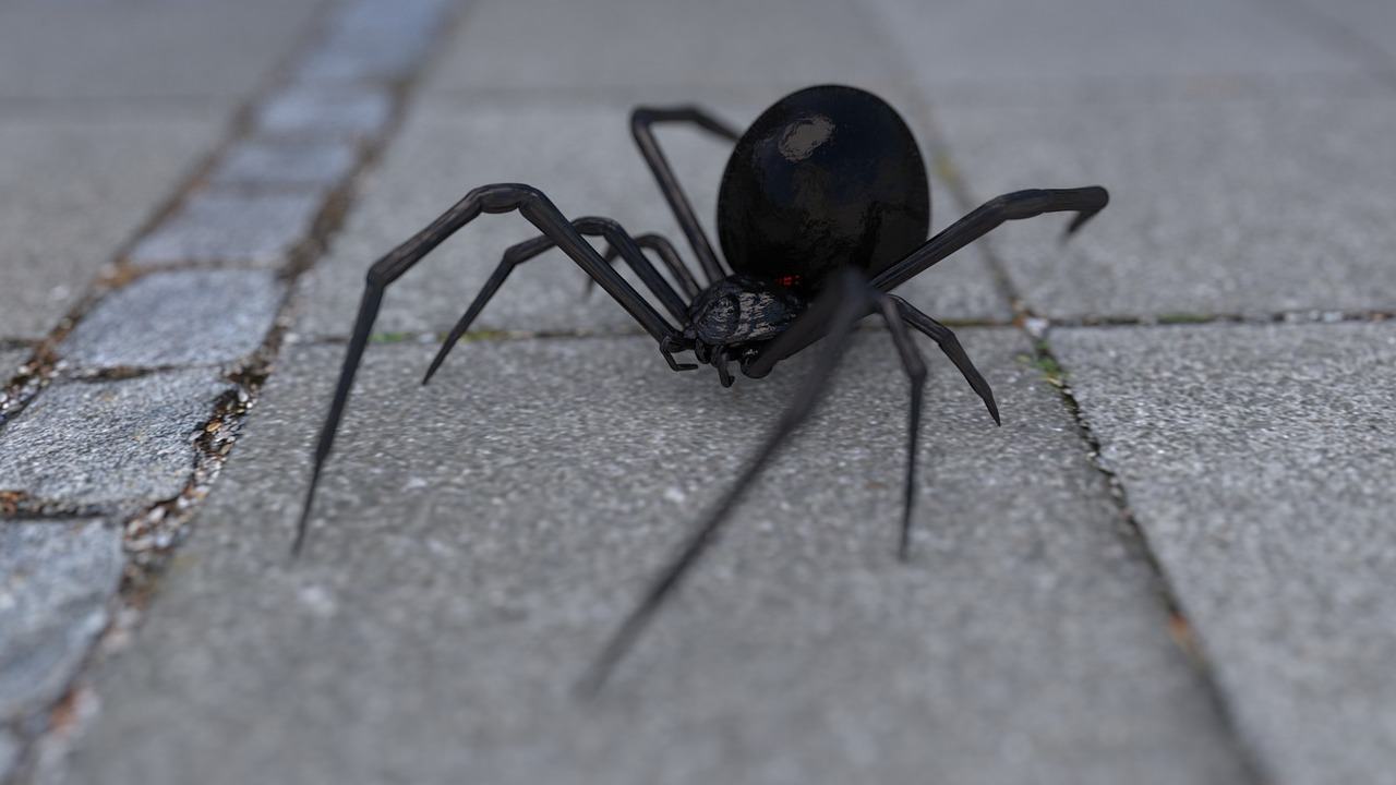 O que significa sonhar com aranha preta?