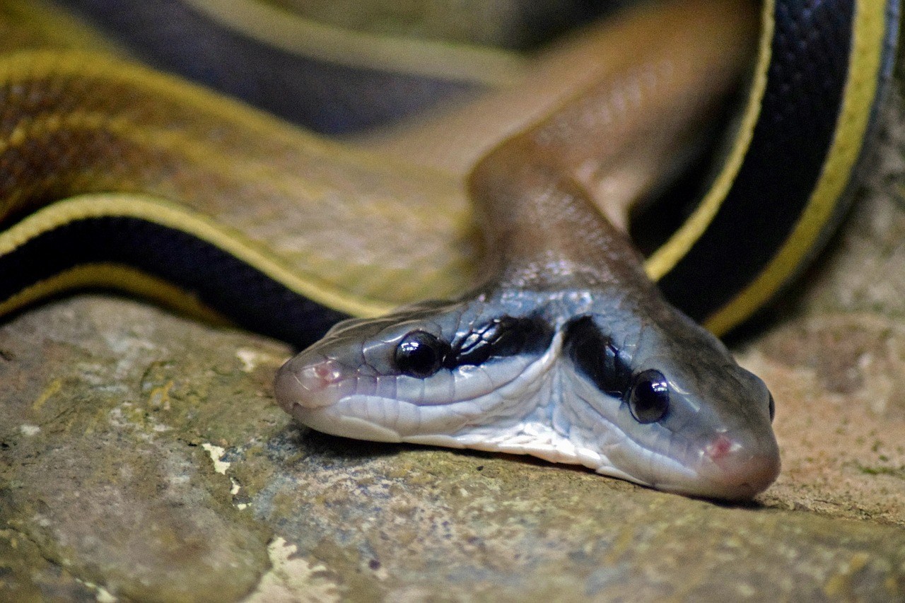O que significa sonhar com cobra de duas cabeças?