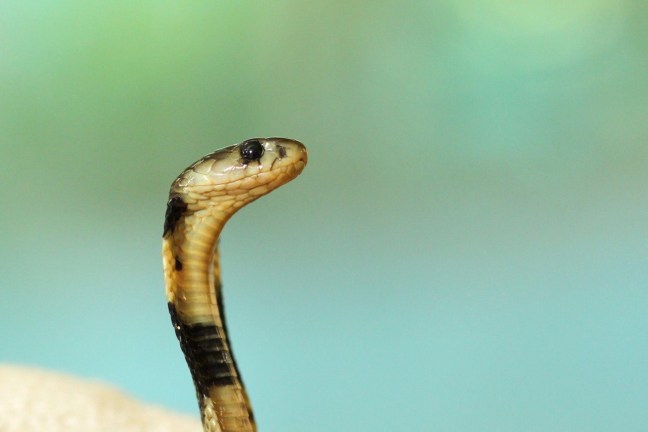 O que significa sonhar com filhote de cobra?
