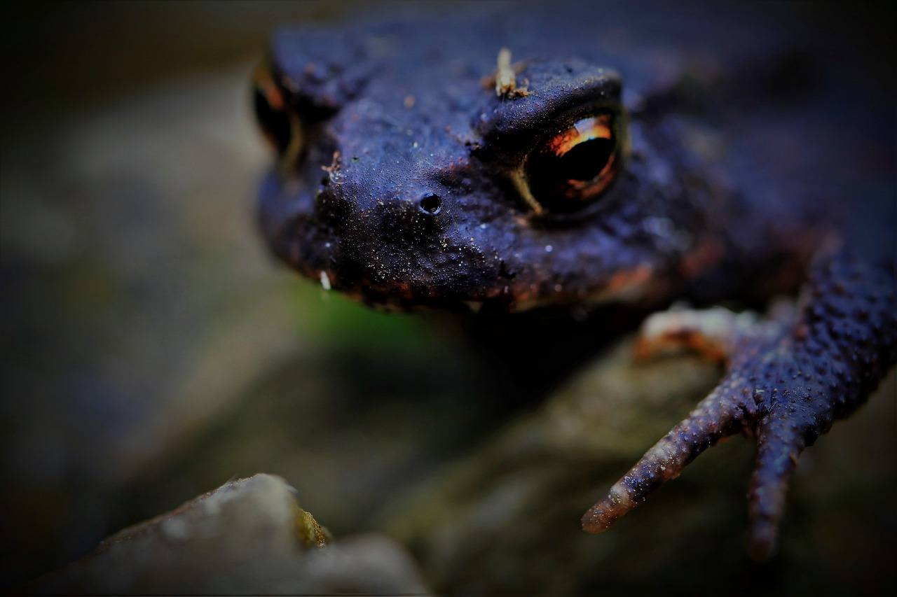O que significa sonhar com sapo preto?
